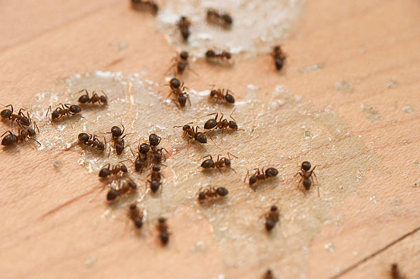 Best Bed Bug Extermination  in Lodi, NJ