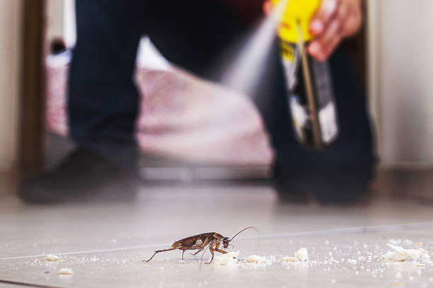 Insect Control in Lodi, NJ