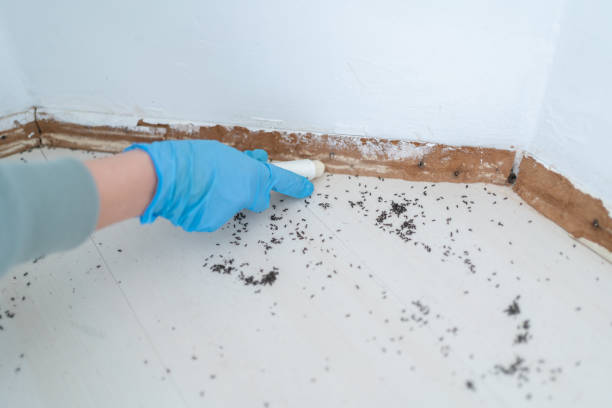 Reliable Lodi, NJ Pest Control Solutions